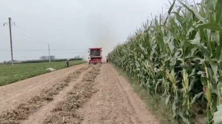 近期，河南各地遭遇連續陰雨天氣，要先收獲成熟度較高的作物，要